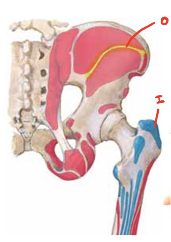 <p>What is the action of the muscle that forms attachments at these cites?</p>