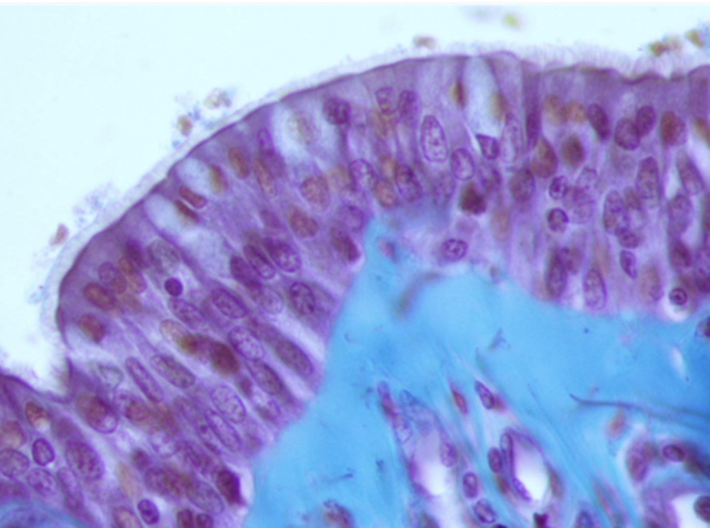 <p>what cell type is shown</p>