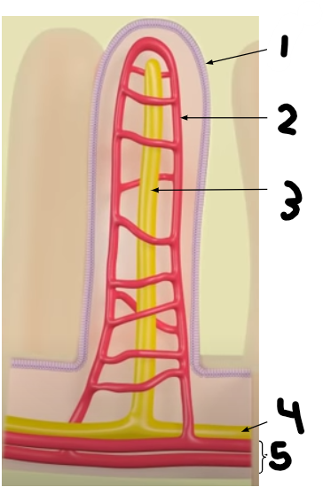 <ol><li><p>Endothelial Cell</p></li><li><p>Capillary</p></li><li><p>Lacteal Vessel </p></li><li><p>Lymphatic Vessels</p></li><li><p>Blood Vessels</p></li></ol><p></p>