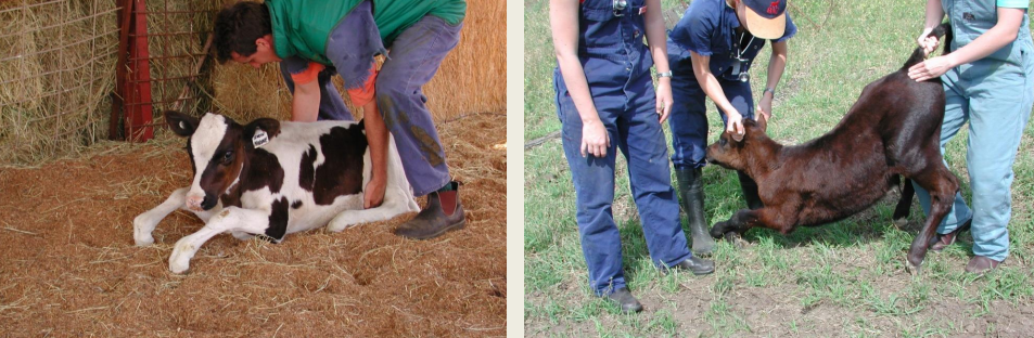 <p>Abscessation or osteomyelitis of the spinal vertebrae is most</p><p>commonly seen in calves between 2 and 6 months of age</p><p>• Infection is usually the result of haematogenous spread</p><p>• Compressive lesion on the spinal cord → ataxia &amp; paralysis</p>