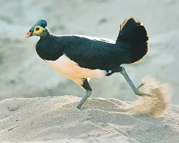 <p>Family: Megapodes</p><p>Status: EN</p>