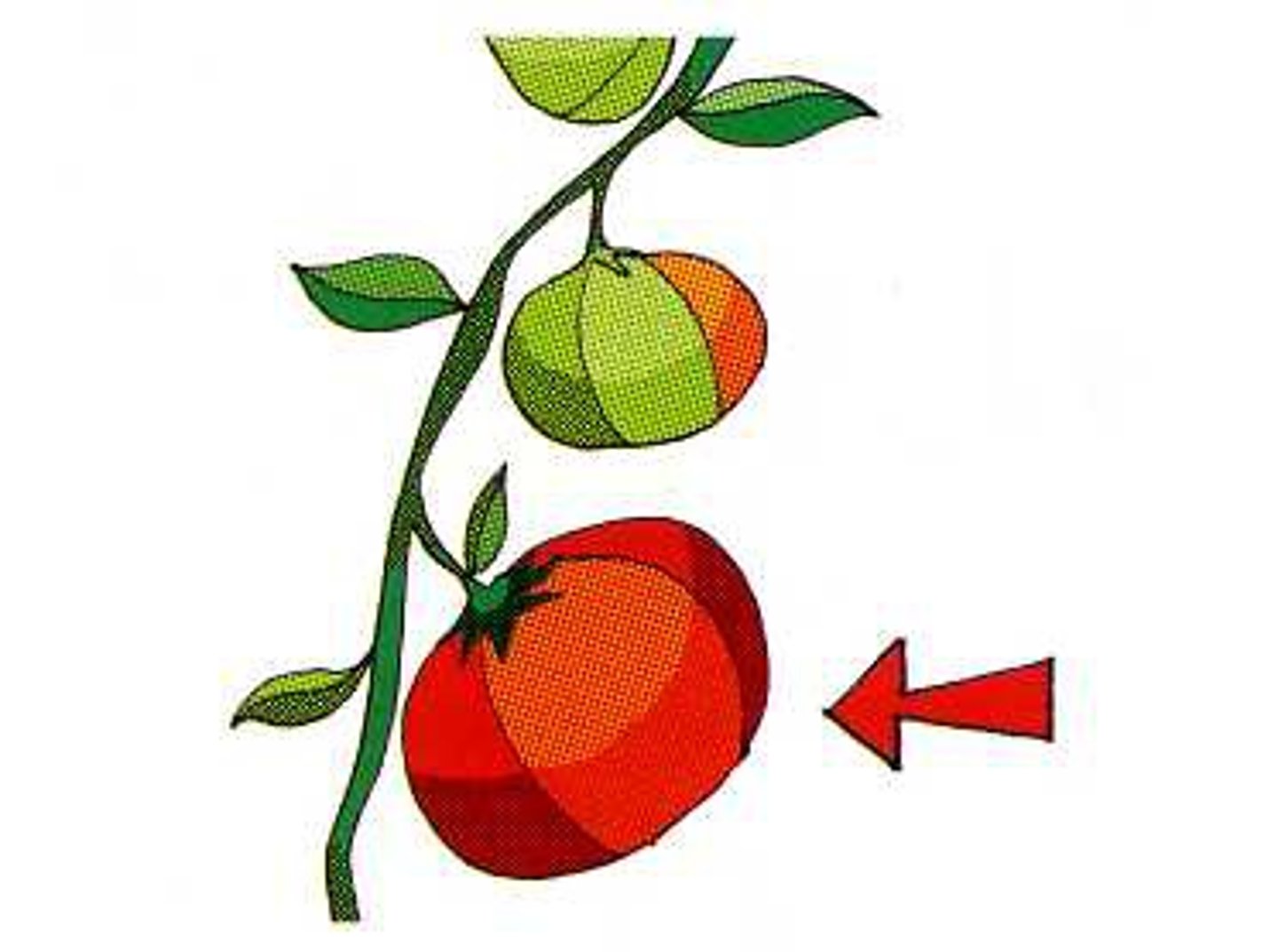 <p>ripe/very ripe</p>