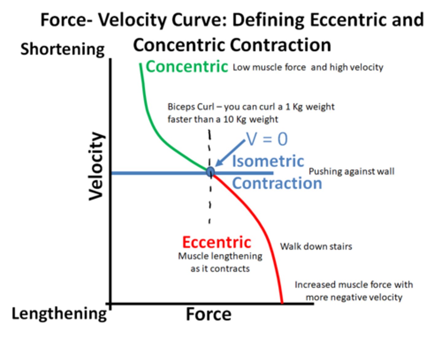 <p>lengthening of muscle</p>