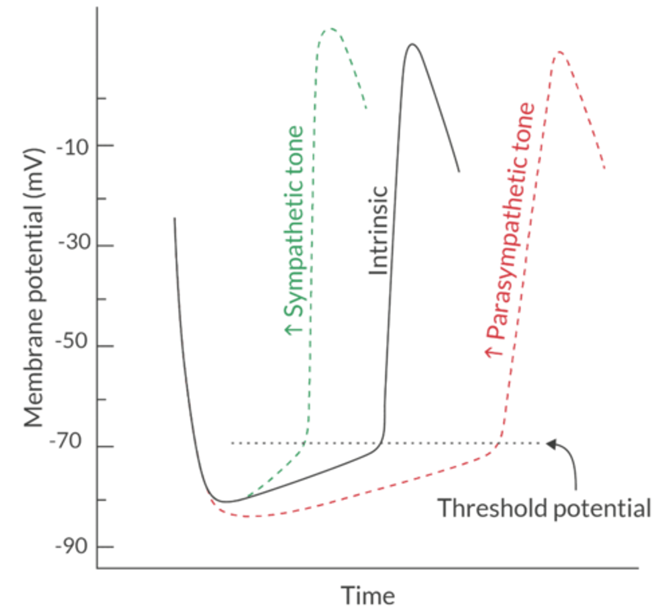<p>NOREPINEPHRINE stimulates beta-1, which INCREASES NA+ and Ca+ conductance</p><p>This increases the slope of spontaneous phase 4 depolarization </p>