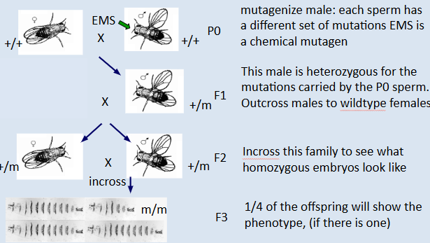 <p>takes 3 generations of flies to make the mutation homozygous so to identify genes that affect a specific process like visual function, thousands of F2 families need to be screened</p>