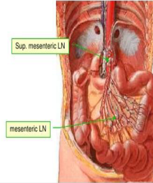 <p>what does the superior mesenteric lymph node drain?</p>