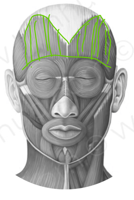 raises eyebrows winkles forehead