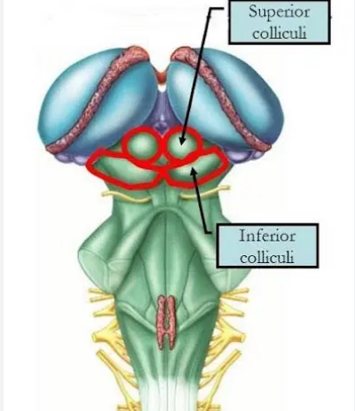 <p>Corpora quadrigemina;</p><p>• Colliculus superior</p><p>• Colliculus inferior</p>