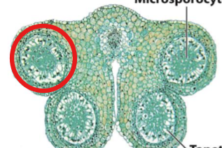 <p>What is being indicated on the Lilium Anther?</p>