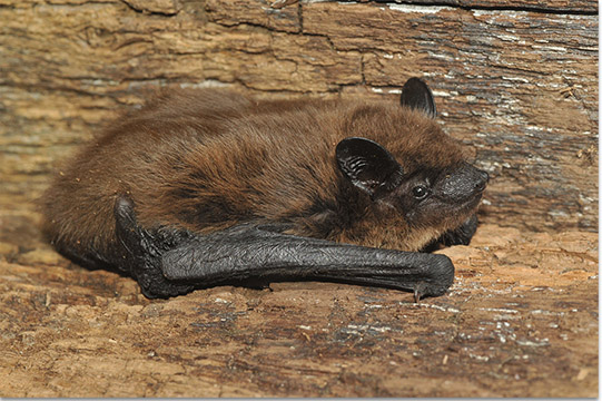 <p>Evening Bat</p>