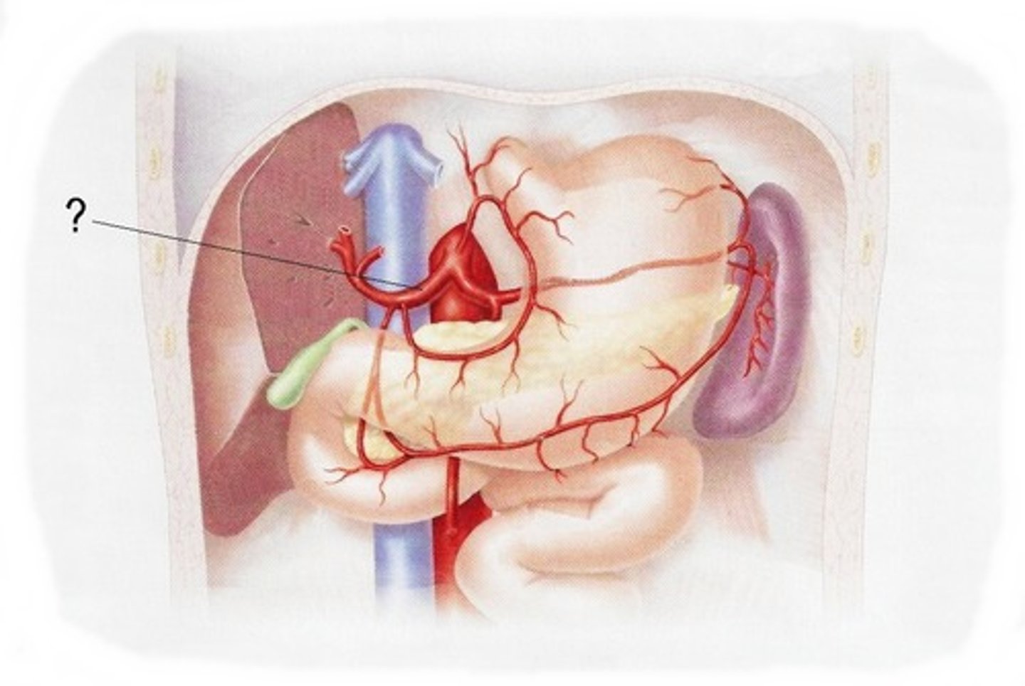 <p>Right artery, branches from arrow</p>