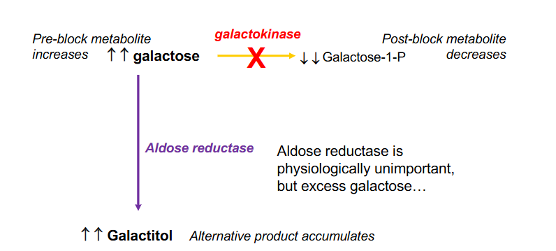 <p>- Aldose reductase is physiologically unimportant, but excess galactose</p><p>- with galactokinase stopped the galactose takes an alternative pathway through aldose reductase, which causes build up of galactitol, which causes galactosuria and galactosaemia. Elevated galactitol can cause cataracts</p><p>.</p><p>Consequences:</p><p>- increase in pre-block metabolite and decrease in post-block metabolite</p><p>.</p><p>- classical galactosaemia is miuch more com,mon then galactokinase deficiency</p>