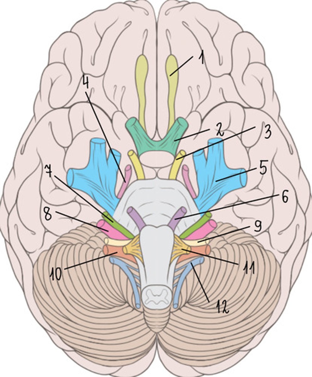 <p>Identify nerve indicated by the number 8</p>