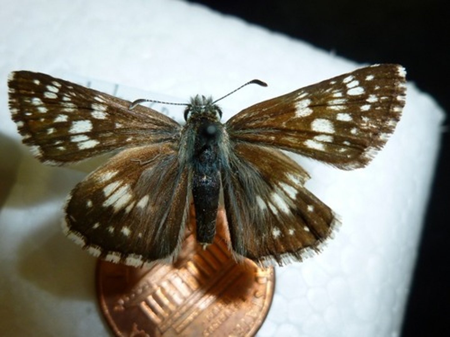 <p>antenna is clubbed and bend like a hook (key ID)</p><p>short chunky body</p><p>drab colors</p><p>3 pairs of walking legs</p><p>fast flight</p>