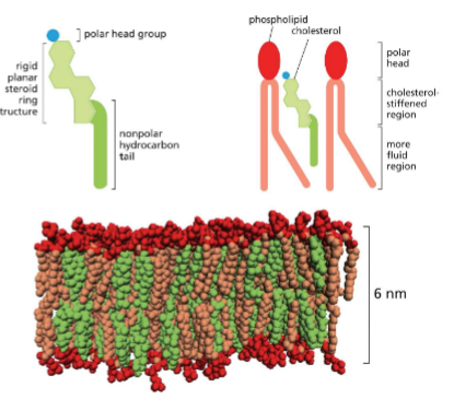 <p>Animals — mainly cholesterol</p><p>Plants — plant sterols, some cholesterol</p><p>.</p><p>There can be up to 1:1 ratio of cholesterol and phospholipids</p><ul><li><p><span style="color: rgb(255, 234, 178);">decreases mobility of tails</span></p></li><li><p><span style="color: rgb(255, 234, 178);">membrane less permeable to polar molecule</span></p></li><li><p><span style="color: rgb(255, 234, 178);">thickness of bilayer increases</span></p></li></ul><p></p>