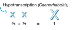 <p>repressor proteins bind to both Xs (two) and repress each about half</p>