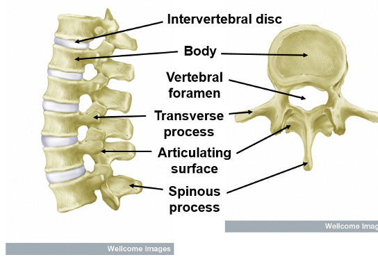 <p>is made up of 33 vertebrae divided into five regions. </p><p>the intervertebral disc provides cusioning and support for the body, protecting the spinal cord within it. </p><p>It also allows for flexibility and movement.</p>