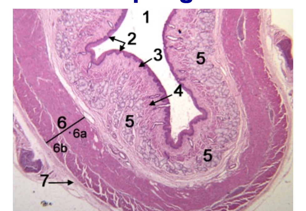 knowt flashcard image