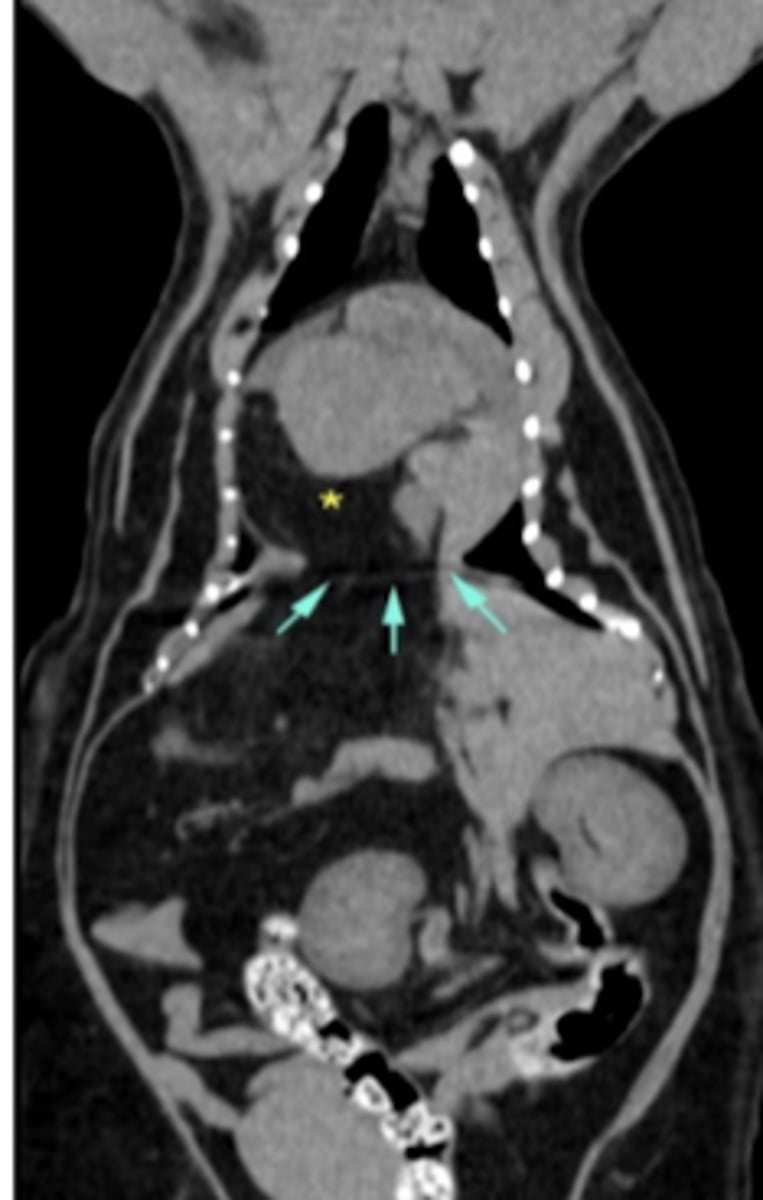 <p>what diagnostic imaging technique was used to create this image?</p>