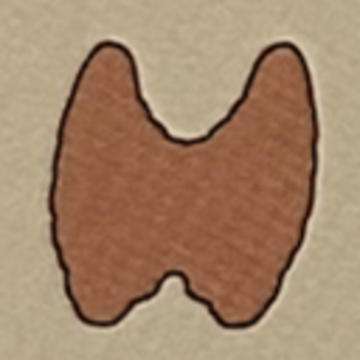 <p>Thryoid gland</p>