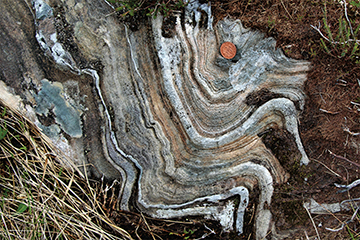 A high-grade metamorphic rock that exhibits significant compositional banding, such as the one shown here, is most likely