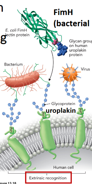 <p>binding between glycans/lectins on human and pathogen cells</p><p>ex. FimH - E.coli causes UTIs - binds mannose residues on the human glycoprotein uroplakin found on bladder cells &amp; facilitates bacterial adhesion</p>