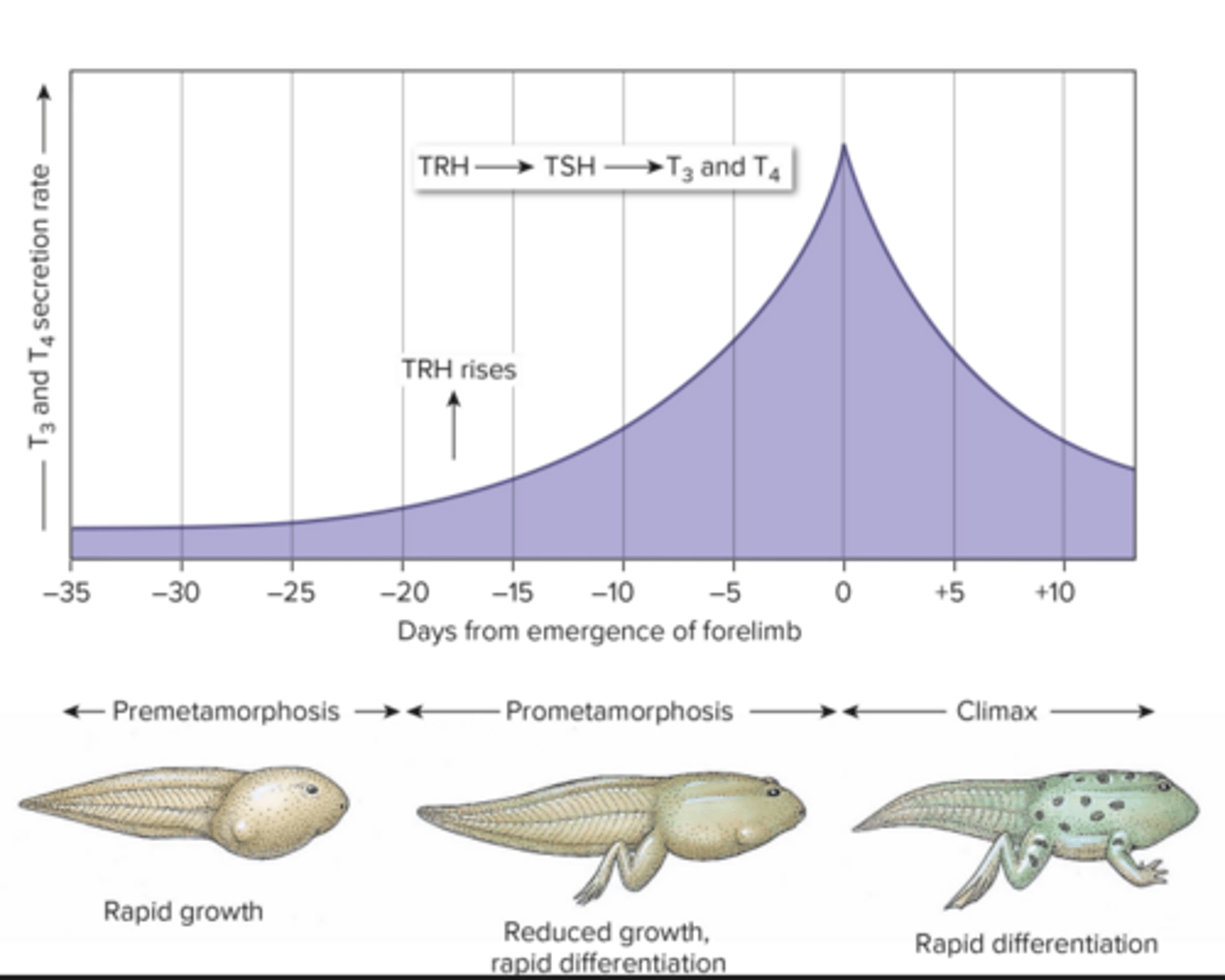 <p>growth and metamorphosis</p>