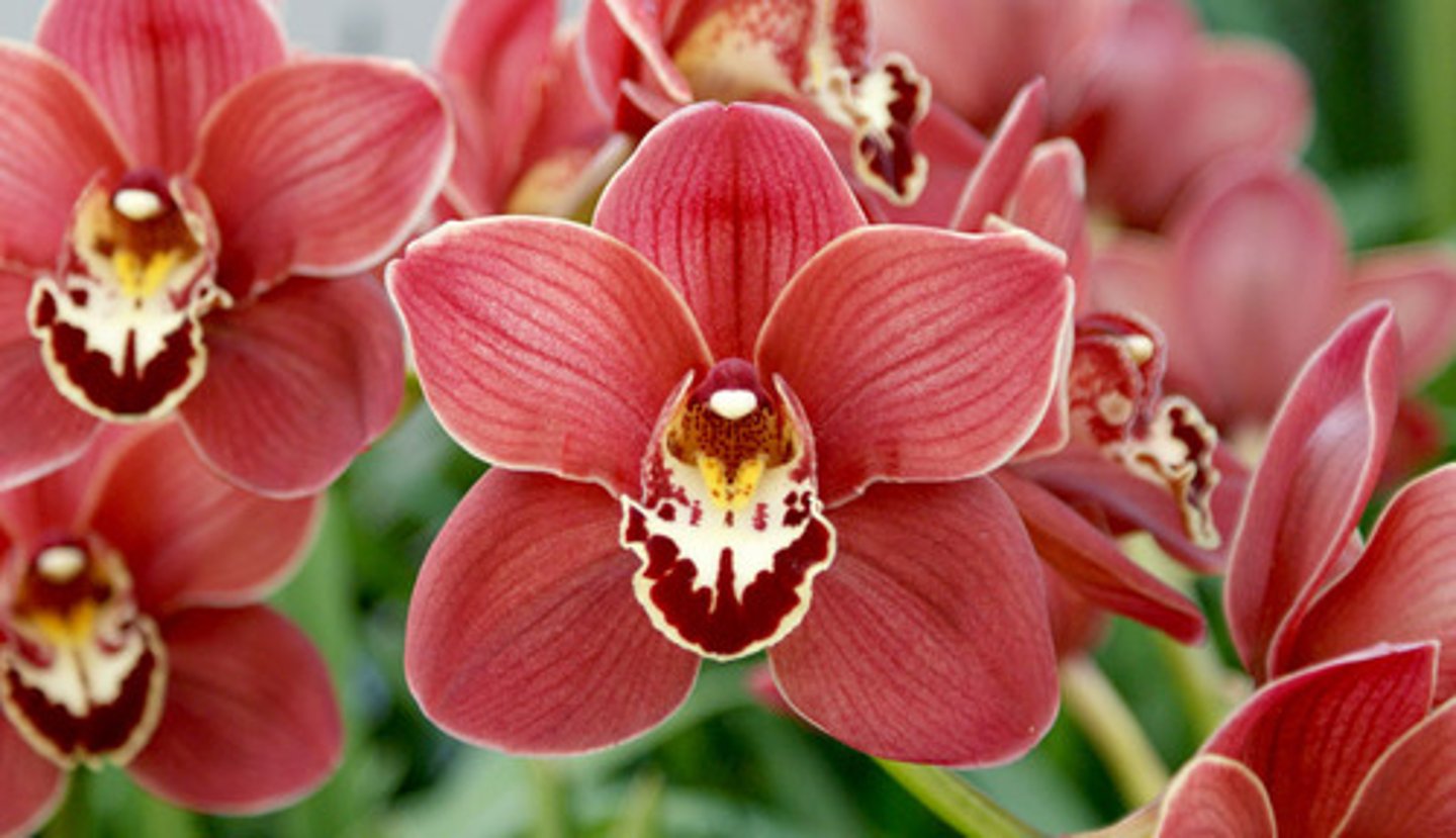 <p>Cymbidium Orchid</p>