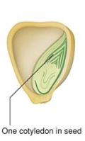 <p>seed</p>