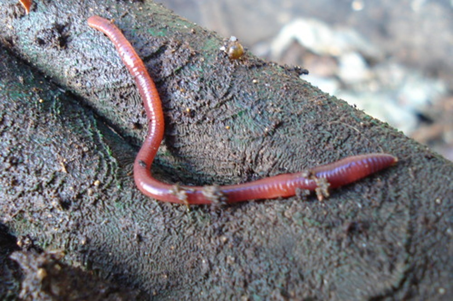 <p>worm</p>