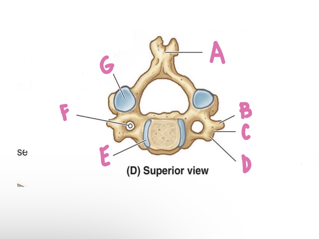 <p>what is F?</p>