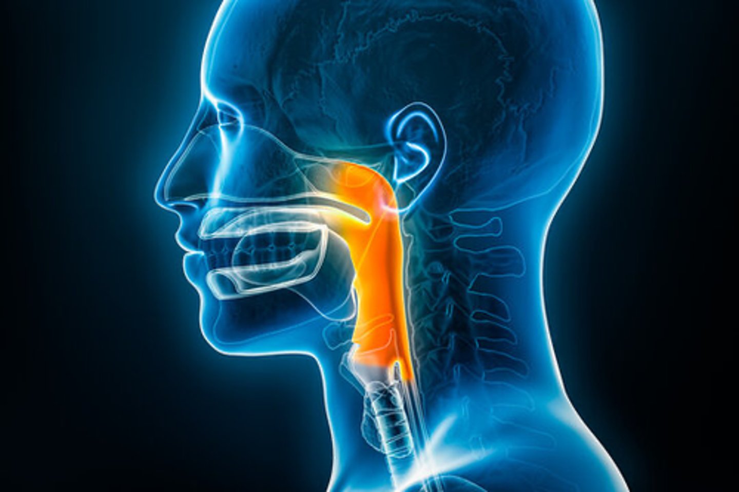 <p>posterior: free and mobile</p><p>anteriorly: anchored to bony structures</p><p>Its mobility facilitates expansive and contractile movements during swallowing.</p>