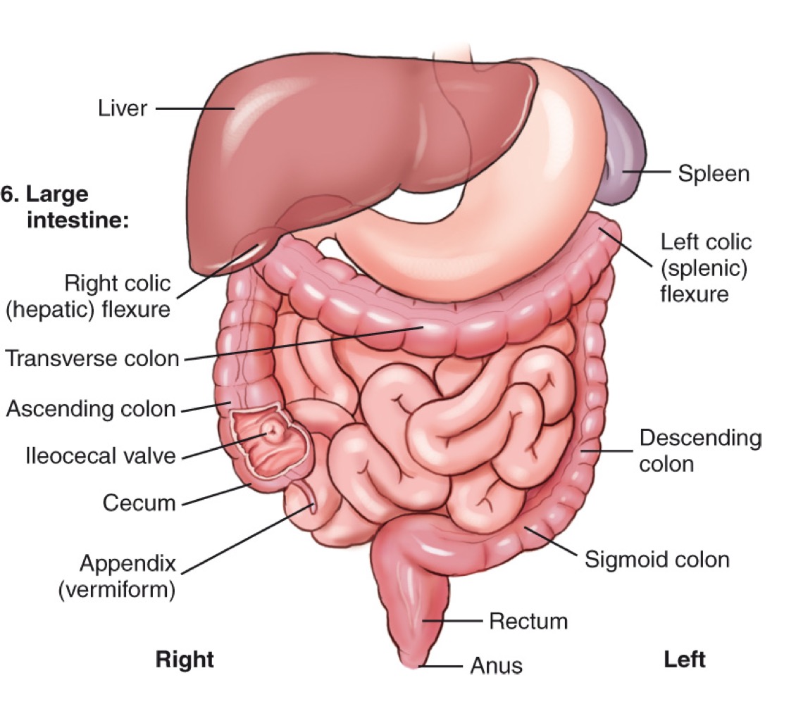 <p>Descending colon</p>