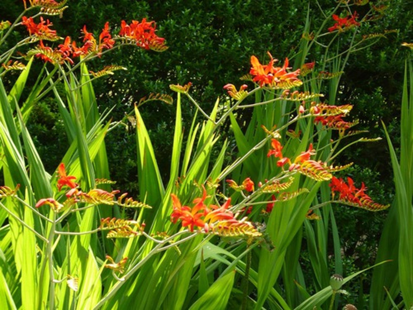 <p>aggressive, clustered at base</p><p>leaves: flat plane or sword life leaves, stalk then thin leaves, ribbed,</p><p>bloom: funnel form, raceme, 3-5 blooms</p>