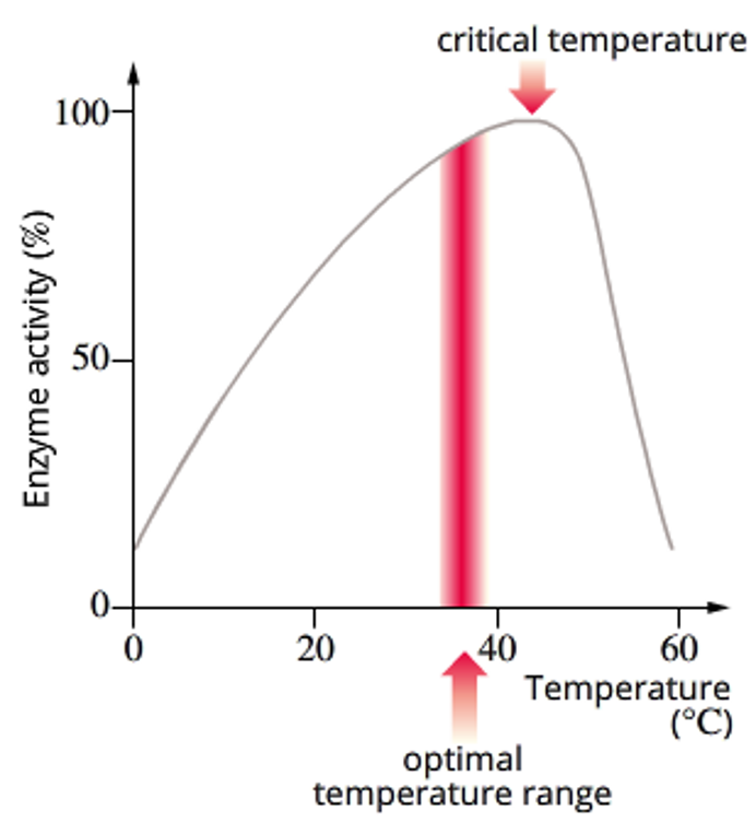 <p><span>As temperature increases, particles move around more quickly, so substrates will collide more often with enzymes, increasing the chance of binding to the active site. So generally, as temperature increases, rate of reaction increases.</span></p><p><span>However, there is a limit to how much an enzyme can be heated up before it’s bonds begin to break and it denatures, losing it’s functional shape. This would result in the change in the active site’s shape, meaning the substrate can no longer bind to it. So rate of reaction would drop off abruptly.</span></p><p><span>Most enzymes have an optimum temp range where the enzyme activity is the greatest, and the temperature at which an enzyme starts to denature is called its critical temperature. </span></p>