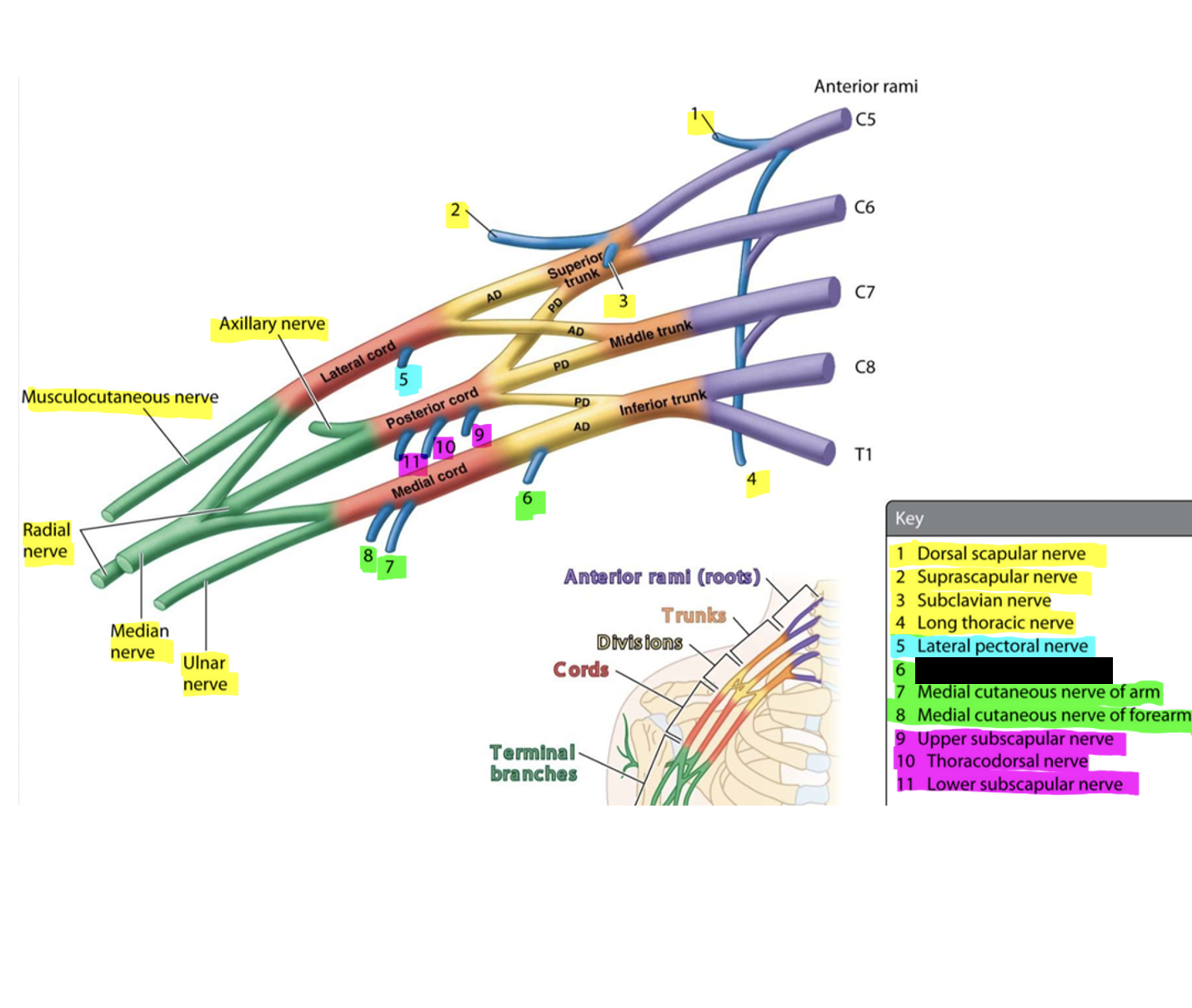 knowt flashcard image