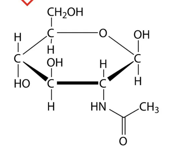 <p>N-acetylglucoseamine (NAG) is the primary structure of chitin</p><p></p>