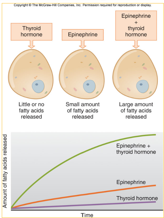 Epinephrine and thyroid combined have way more fatty acids released