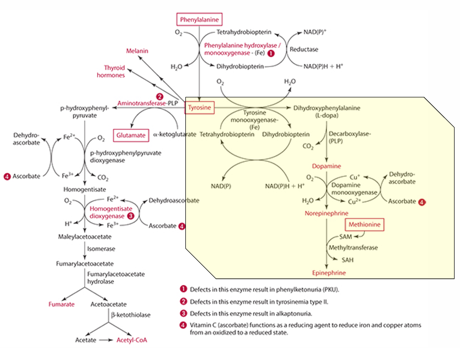 <p>Phenylalanine -&gt; Tyrosine -&gt; Dopamine -&gt; (enzyme: Dopamine monooxygenase) -&gt; Norepinephrine -&gt; (methionine) -&gt; epinephrine</p>