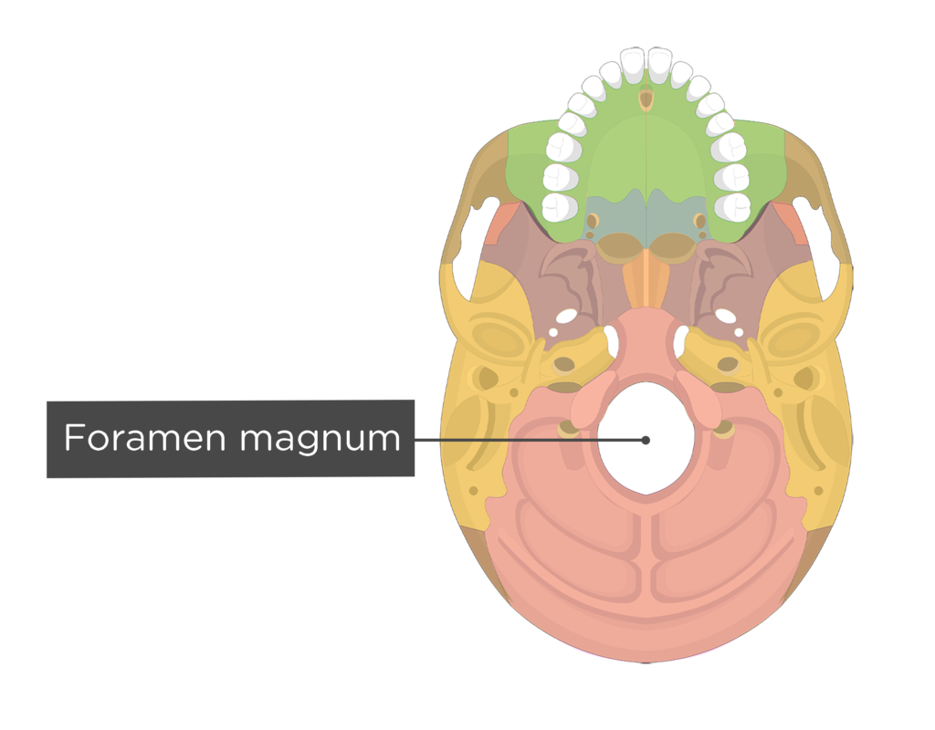 <p>[BONES TO KNOW; cavities/holes] large hole where the <u>spinal cord</u> enters the skull; <u>pathway</u> between the vertebral column and the cranium.</p>