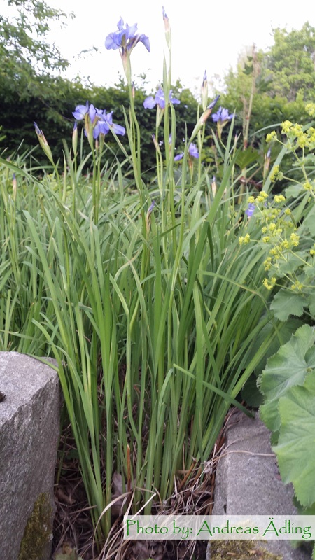 <p>Vad är det för blomma?</p>