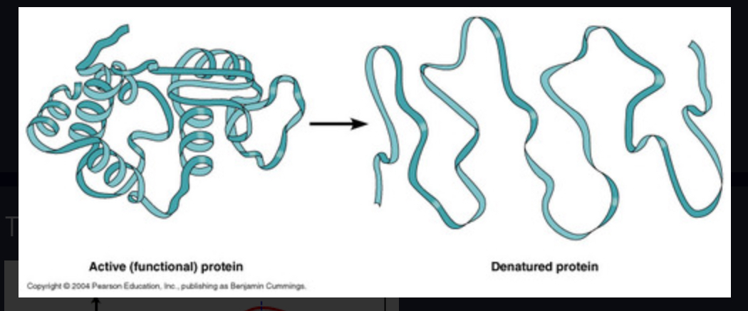 <p>Change the shape of an enzyme so that it can no longer speed up a reaction. (involved UNFOLDING of tertiary structures)</p>