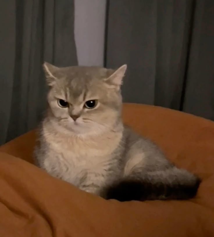 <p>Нервовий </p>