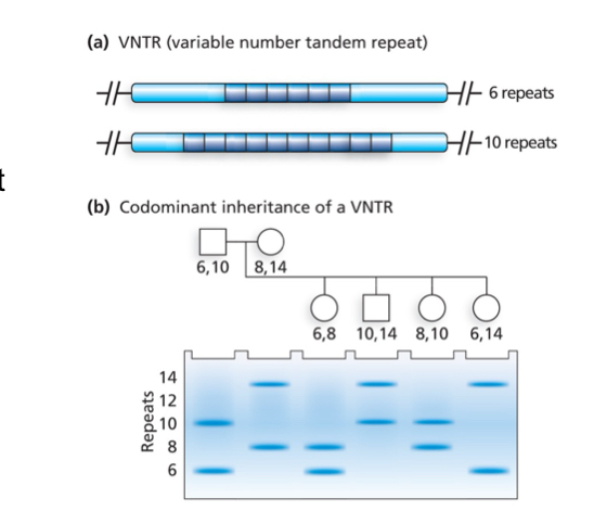 <p>VNTRs 3-20 bp</p>