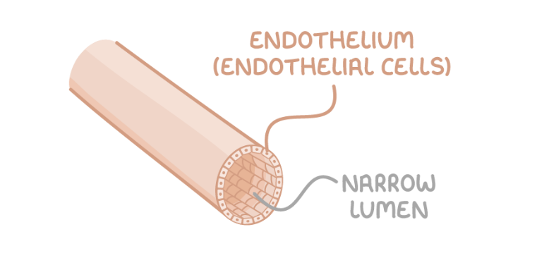 <p style="text-align: left;">Capillaries form extensive networks between arterioles and venules, providing an area between blood and tissues where exchange of substances like gases and nutrients can occur.</p><p style="text-align: left;"><strong>Adaptations of capillaries:</strong></p><ol><li><p>Lumen is very narrow - This allows red blood cells to be close to body cells.</p></li><li><p>Walls are thin - Substances can be exchanged across a short distance by diffusion.</p></li><li><p>Highly branched - This provides a large surface area for diffusion.</p></li></ol><p></p>