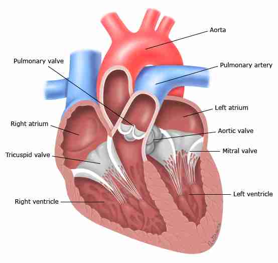 <p>This is located in the centre of the thoracic cavity between the lungs and is tilted slightly to the left. It protected from external injuries by the sternum </p>