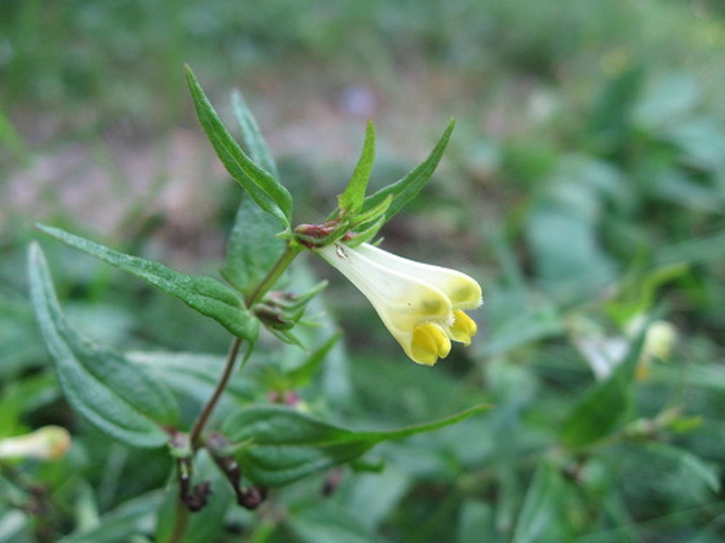 <p>Melampyrum lineare</p>