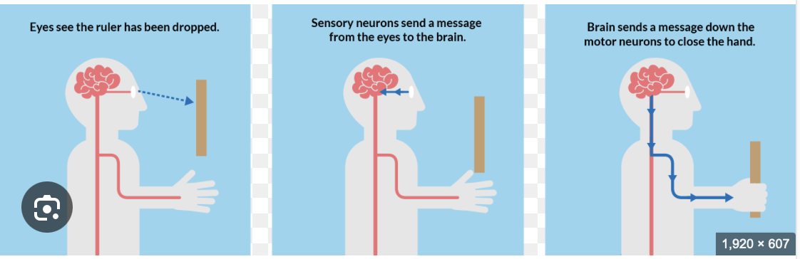 <p>What physiological processes occur between stimuli presentation and a response?</p>