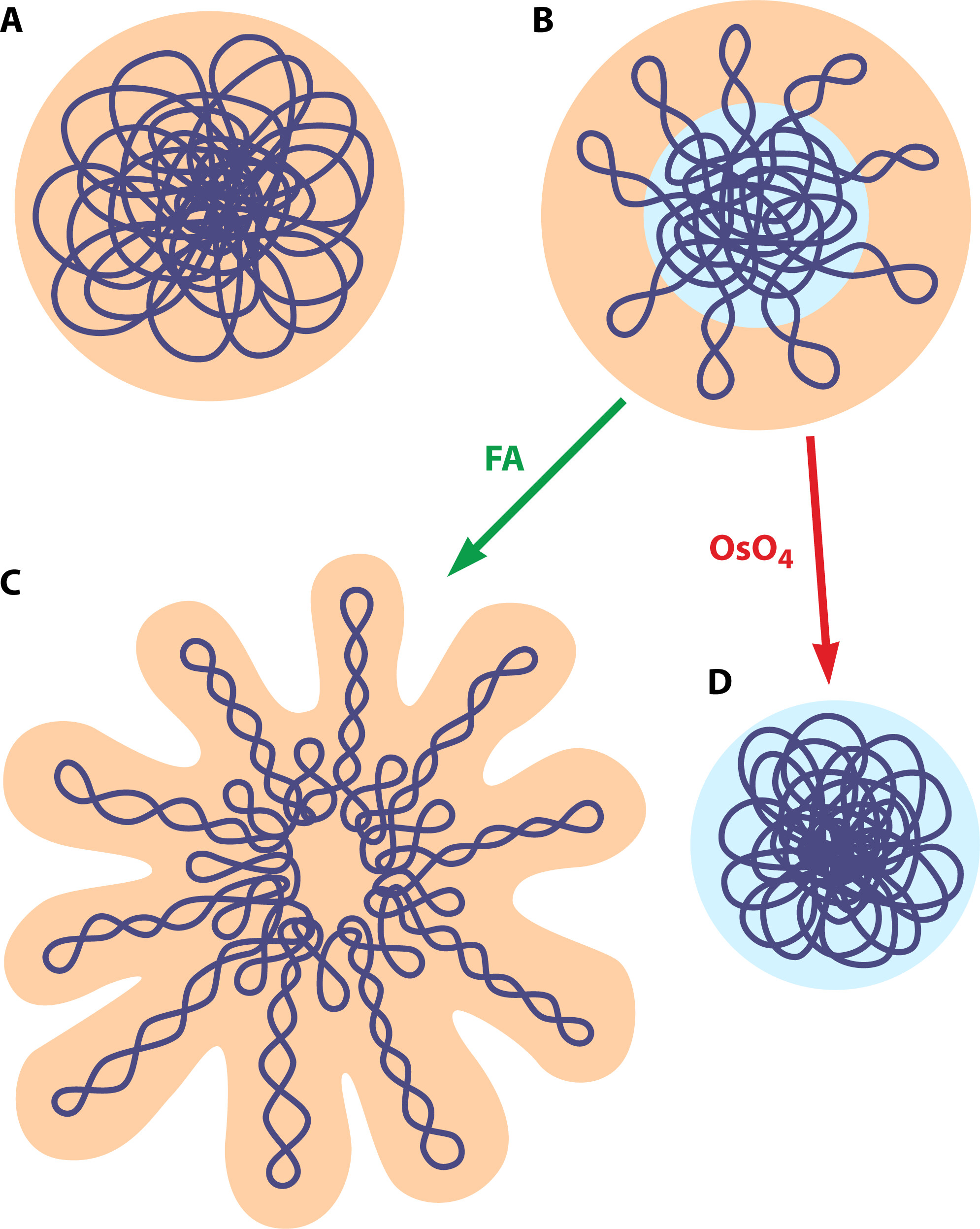 <p>Location of DNA in prokaryotes</p>