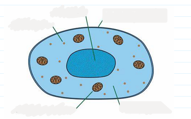 <p>1.1 label this diagram of an animal cell</p>